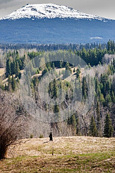 Northern Boreal Canada - Bear Country