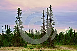 Northern boreal forest and a sky in pastels, Newfoundland and Labrador, Canada.