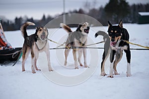 Northern breed of sled dogs, strong and hardy. Intelligent eyes and protruding tongues. Fastest dogs in world. Three Alaskan