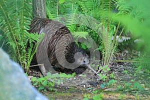 Northern brown kiwi