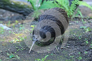 Northern brown kiwi photo