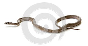 Northern Brown Snake