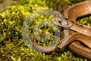 A close up of a Northern Brown Snake photo