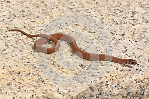 Northern Brown Snake (Storeria dekayi)
