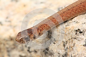 Northern Brown Snake (Storeria dekayi)