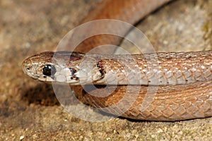 Northern Brown Snake Storeria dekayi