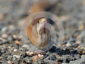 Northern Brown Snake Tongue Flick 3