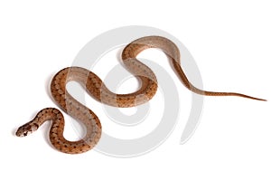 Northern brown snake on a white background