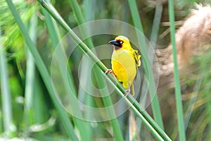 Northern brown-throated weaver, Mabamba Bay, Uganda