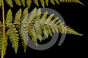 Northern Buckler-Fern Dryopteris expansa. Basal Pinna Closeup