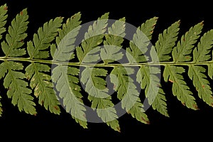 Northern Buckler-Fern Dryopteris expansa. Pinna Detail Closeup