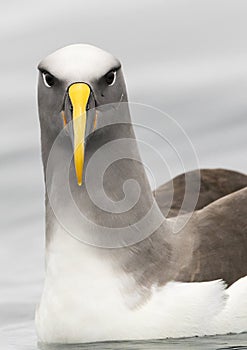 Northern Buller\'s Albatross, Thalassarche bulleri platei