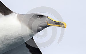 Northern Buller\'s Albatross, Thalassarche bulleri platei