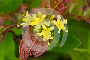 Northern Bush Honeysuckle - Diervilla lonicera