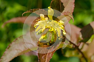 Northern Bush Honeysuckle - Diervilla lonicera