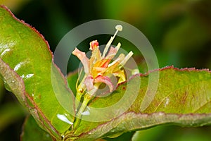 Northern Bush Honeysuckle - Diervilla lonicera