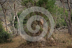 northern bushbuck, tragelaphus scriptus, harnessed bushbuck,