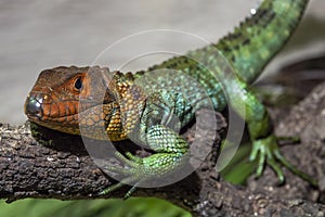 The northern caiman lizard Dracaena guianensis