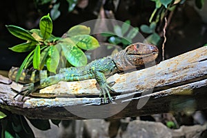 Northern caiman lizard (Dracaena guianensis) resting on a tree branch.