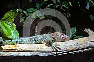 Northern caiman lizard (Dracaena guianensis) resting on a tree branch.