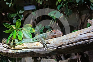 Northern caiman lizard (Dracaena guianensis) resting on a tree branch.