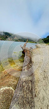 Northern california Beach driftwood