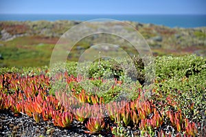 Northern California coast, with clusters of invasive Ice Plant