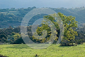 Northern California spring landscape