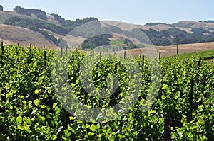 Northern California vinyard
