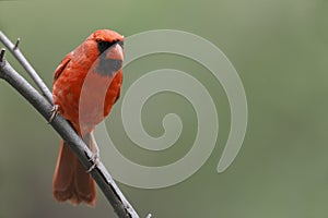 Northern Cardinal