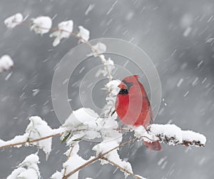 Northern Cardinal