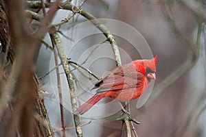Northern Cardinal