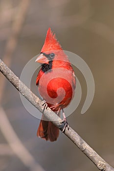 Northern Cardinal