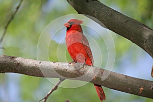 Northern Cardinal photo