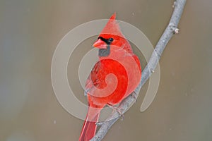 Northern Cardinal photo