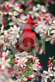 Northern Cardinal