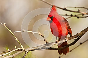 Northern Cardinal