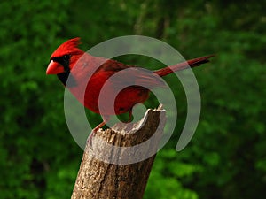 Northern Cardinal