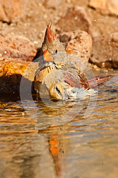 Northern Cardinal