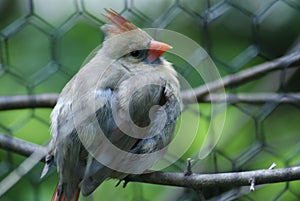 Northern Cardinal