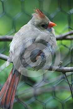 Northern Cardinal