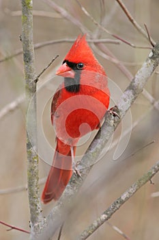 Northern Cardinal