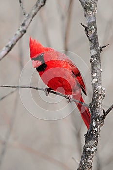 Northern Cardinal