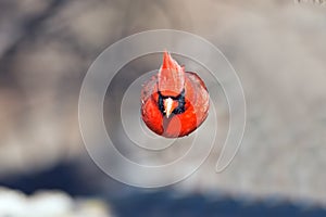 Northern Cardinal