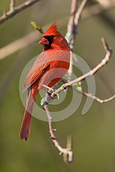 Northern Cardinal