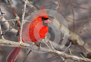 Northern Cardinal