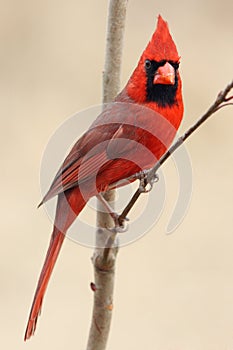 Northern Cardinal