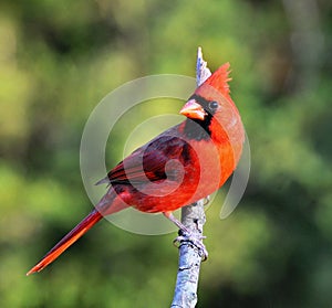 Northern Cardinal photo