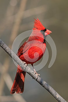 Northern Cardinal