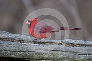 Northern Cardinal bird